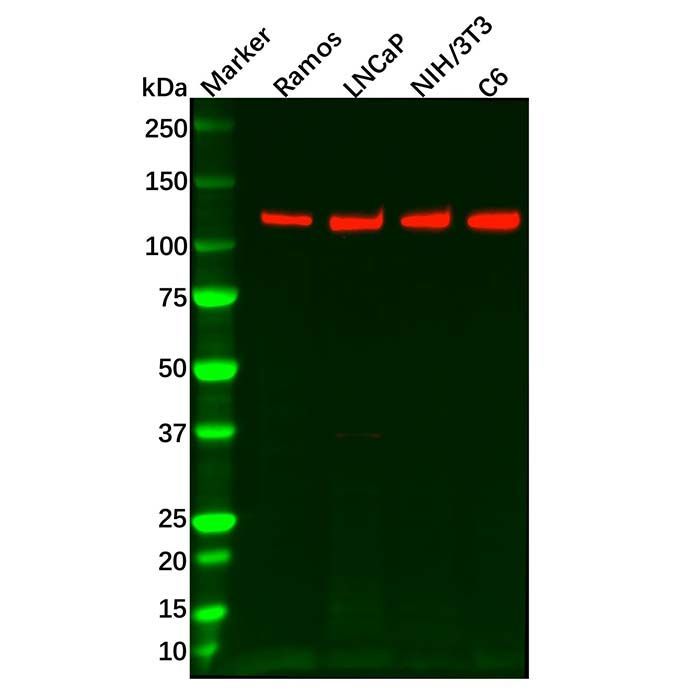 Recombinant PKN1 Antibody -    by Aladdin Scientific