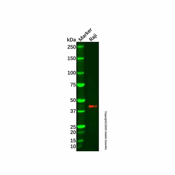 Recombinant Pleckstrin Antibody -    by Aladdin Scientific