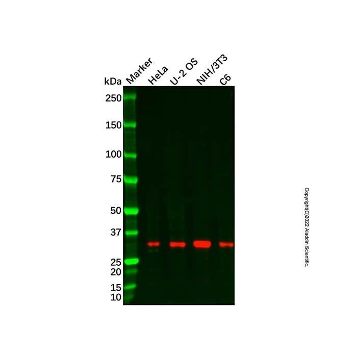 Recombinant PLSCR3 Antibody -    by Aladdin Scientific