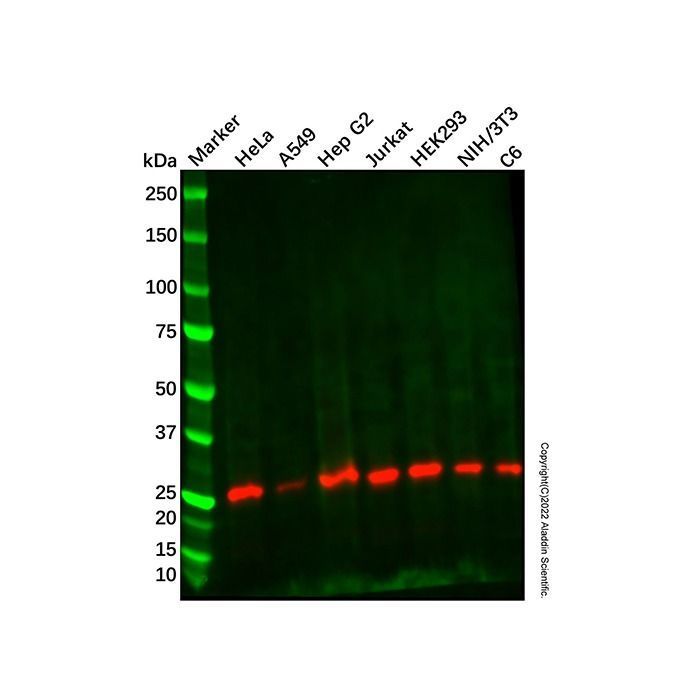 Recombinant PMF-1 Antibody -    by Aladdin Scientific