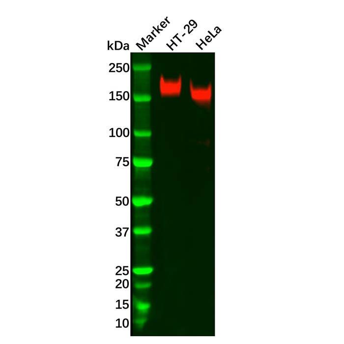 Recombinant PODXL Antibody -    by Aladdin Scientific