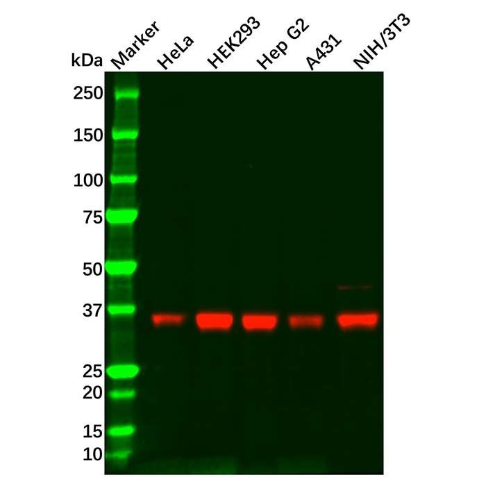 PP1C gamma Mouse mAb - by Aladdin Scientific