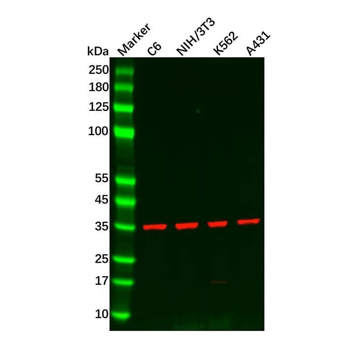 PP2A-alpha Antibody -    by Aladdin Scientific
