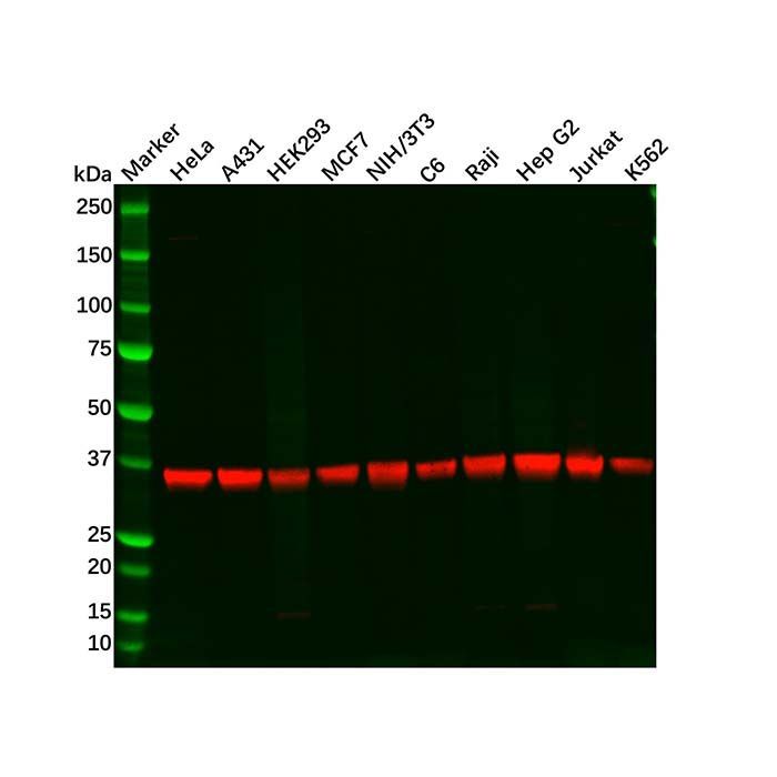 Recombinant PPP1CB Antibody -    by Aladdin Scientific