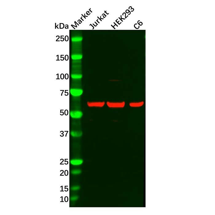 PPP2R1A Antibody -    by Aladdin Scientific