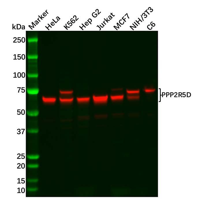 Recombinant PPP2R5D Antibody -    by Aladdin Scientific