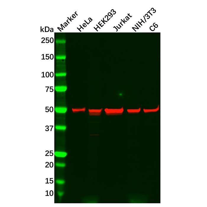 Recombinant PPP2R5E Antibody -    by Aladdin Scientific