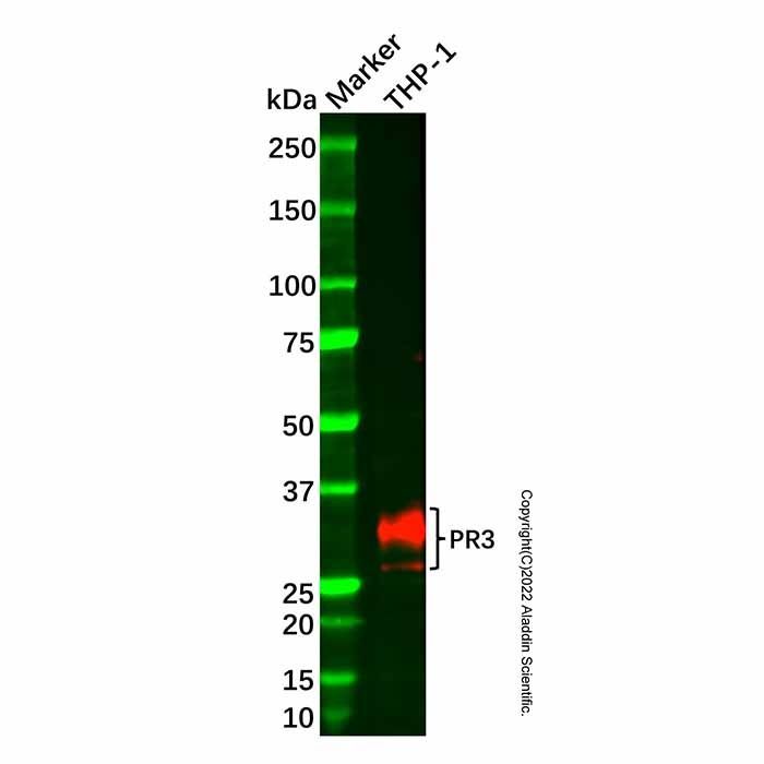 Recombinant PR3 Antibody -    by Aladdin Scientific