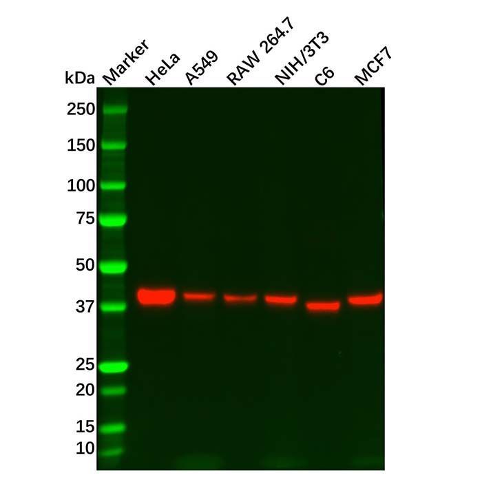 Recombinant PRAS40 Antibody -    by Aladdin Scientific