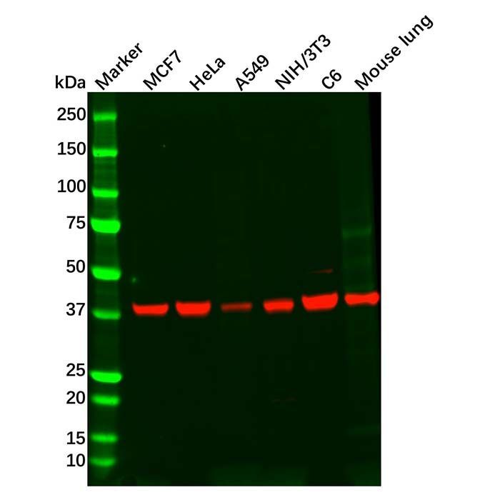 Recombinant PRKACG Antibody -    by Aladdin Scientific