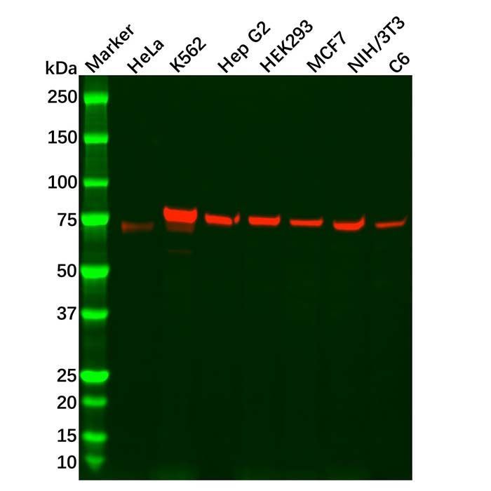 Recombinant PRMT7 Antibody -    by Aladdin Scientific