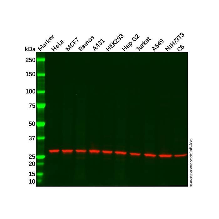 Prohibitin Antibody -    by Aladdin Scientific
