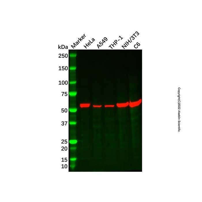 Recombinant Prostaglandin E Receptor EP2/PTGER2 Antibody -    by Aladdin Scientific