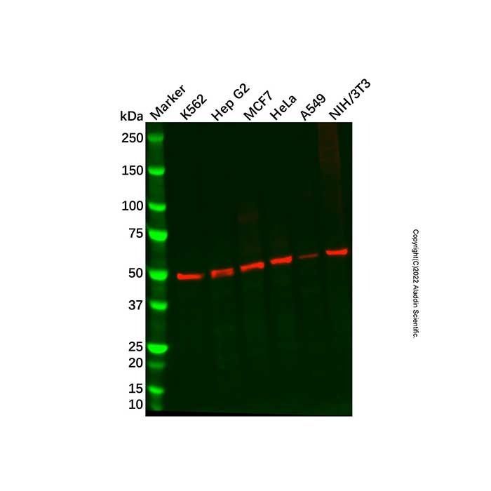 Recombinant Proteasome 19S S5A/ASF Antibody -    by Aladdin Scientific