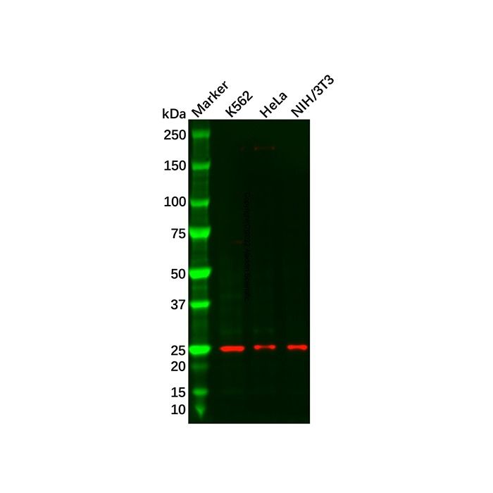 Recombinant Proteasome 20S alpha 2/HC3 Antibody -    by Aladdin Scientific