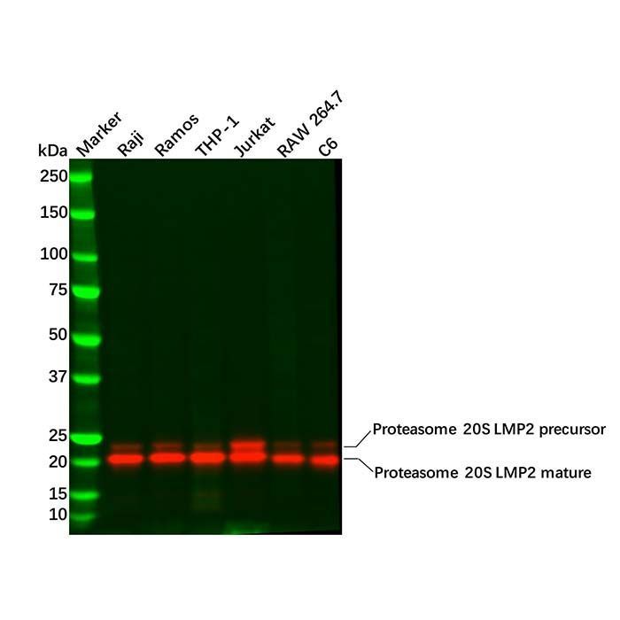 Recombinant Proteasome 20S LMP2 Antibody - by Aladdin Scientific