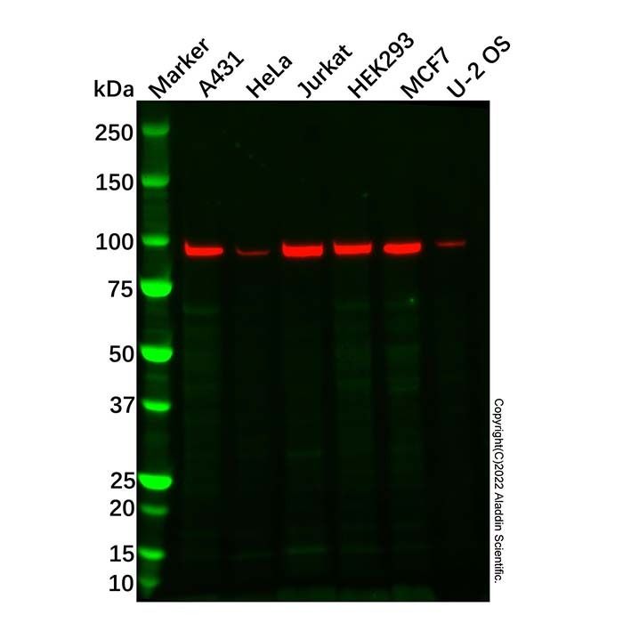 Proteasome 26S S2/PSMD2 Antibody -    by Aladdin Scientific