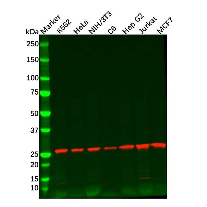 Recombinant Proteasome subunit alpha type 6 Antibody -    by Aladdin Scientific