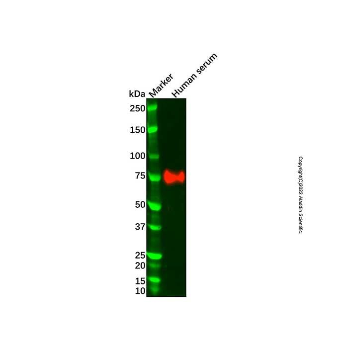 Recombinant Protein S Antibody -    by Aladdin Scientific