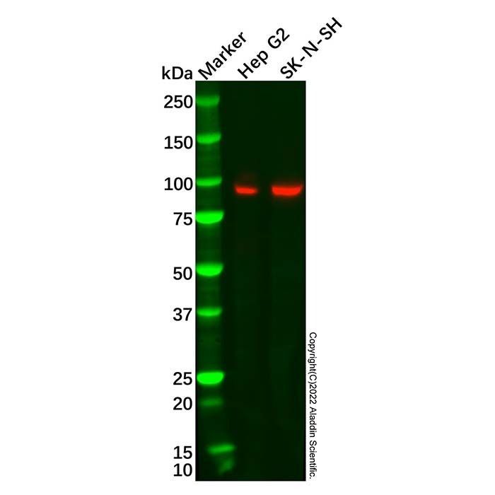Recombinant PROX1 Antibody -    by Aladdin Scientific
