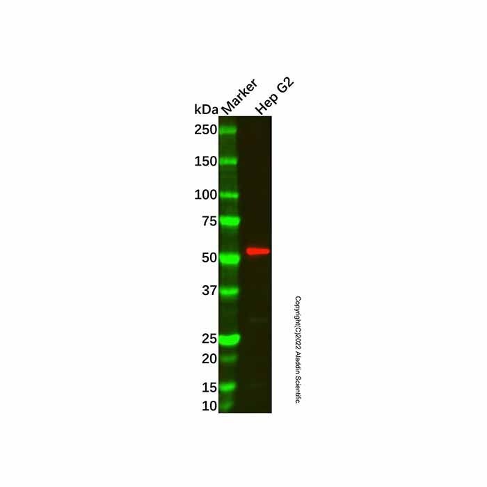 Recombinant PRP19 Antibody -    by Aladdin Scientific