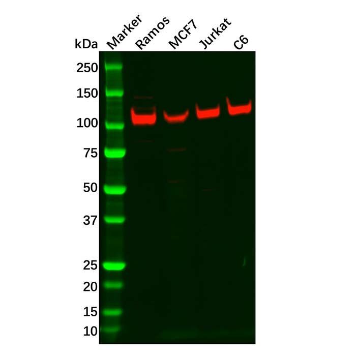 Recombinant PSD93 Antibody -    by Aladdin Scientific