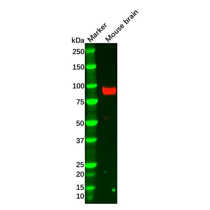 Recombinant PSD95 Antibody -    by Aladdin Scientific