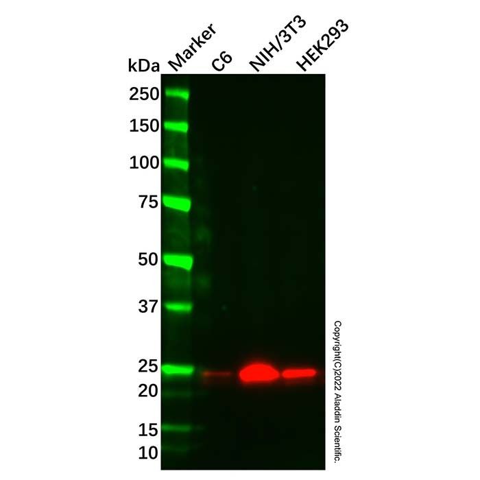 Recombinant PSF1 Antibody -    by Aladdin Scientific