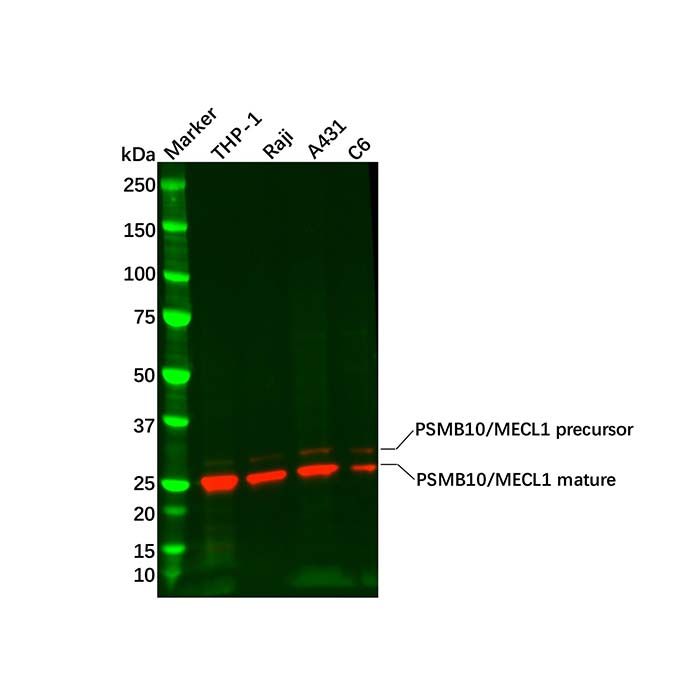 Recombinant PSMB10/MECL1 Antibody -    by Aladdin Scientific