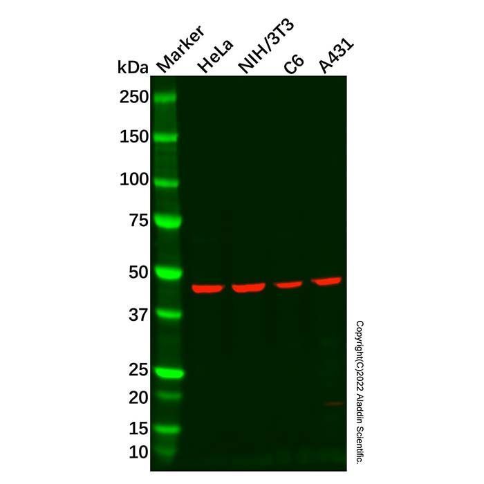 Recombinant PSMC5 Antibody -    by Aladdin Scientific