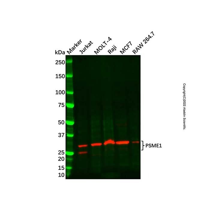 Recombinant PSME1 Antibody -    by Aladdin Scientific