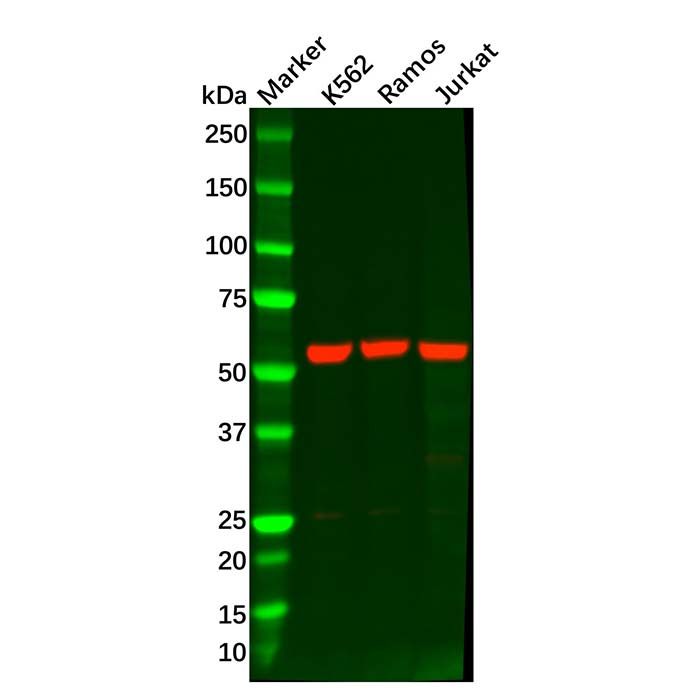 Recombinant PTBP1 Antibody -    by Aladdin Scientific
