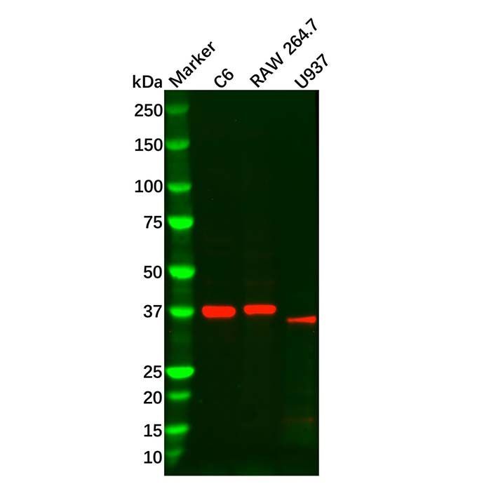 Recombinant PU.1/Spi1 Antibody -    by Aladdin Scientific
