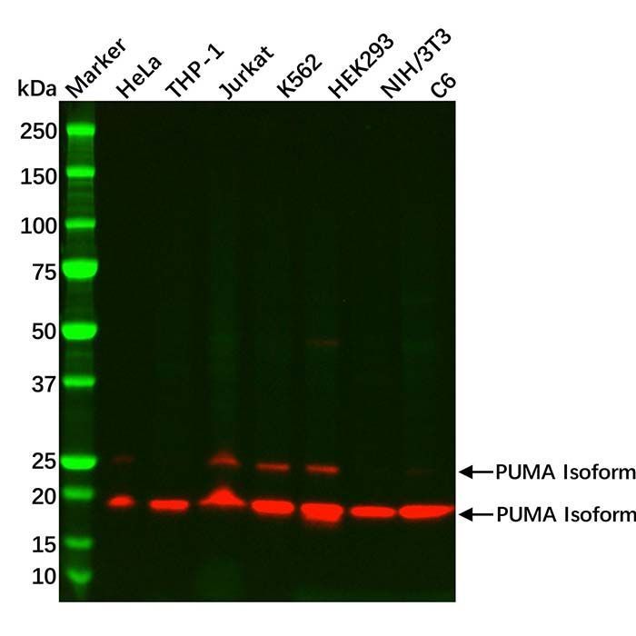 Recombinant PUMA Antibody -    by Aladdin Scientific