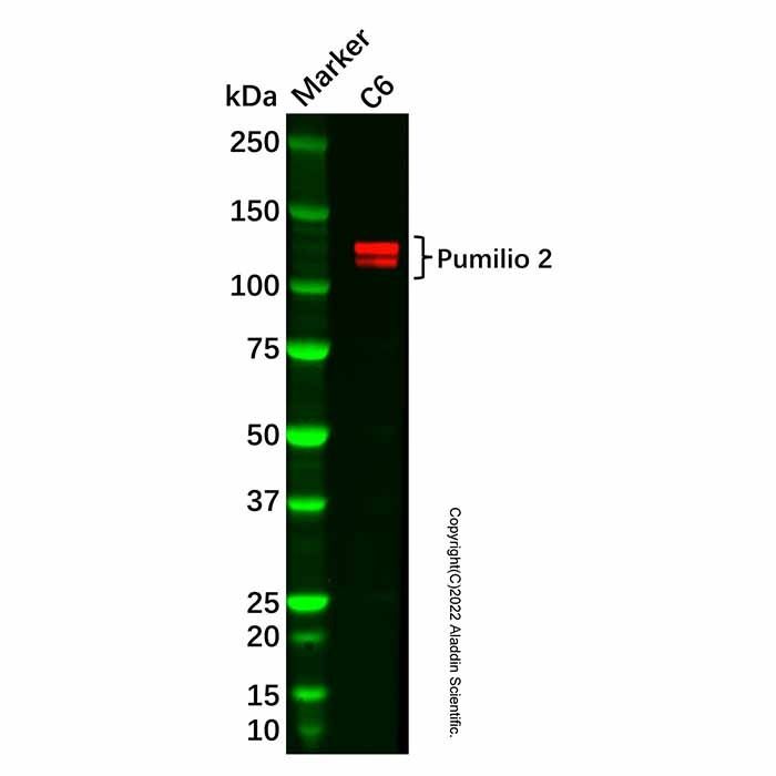 Recombinant Pumilio 2 Antibody -    by Aladdin Scientific