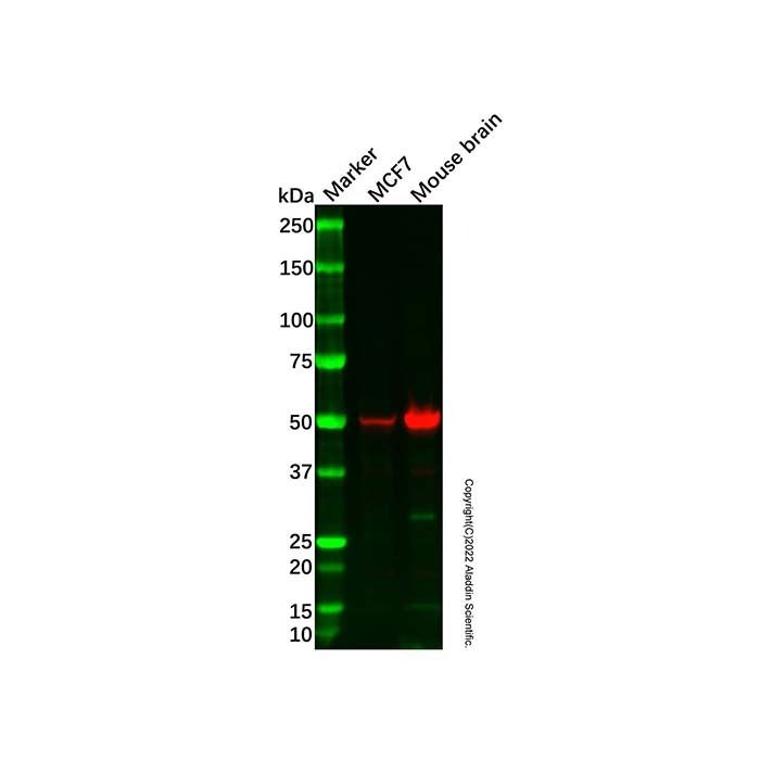 PVRL1/NECTIN1 Antibody -    by Aladdin Scientific