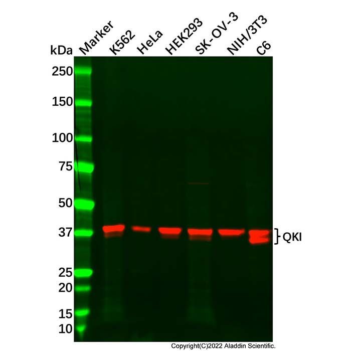 Recombinant QKI Antibody -    by Aladdin Scientific