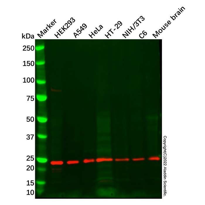 Rab 6A Antibody -    by Aladdin Scientific