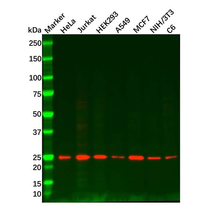 Rab11A Mouse mAb -    by Aladdin Scientific
