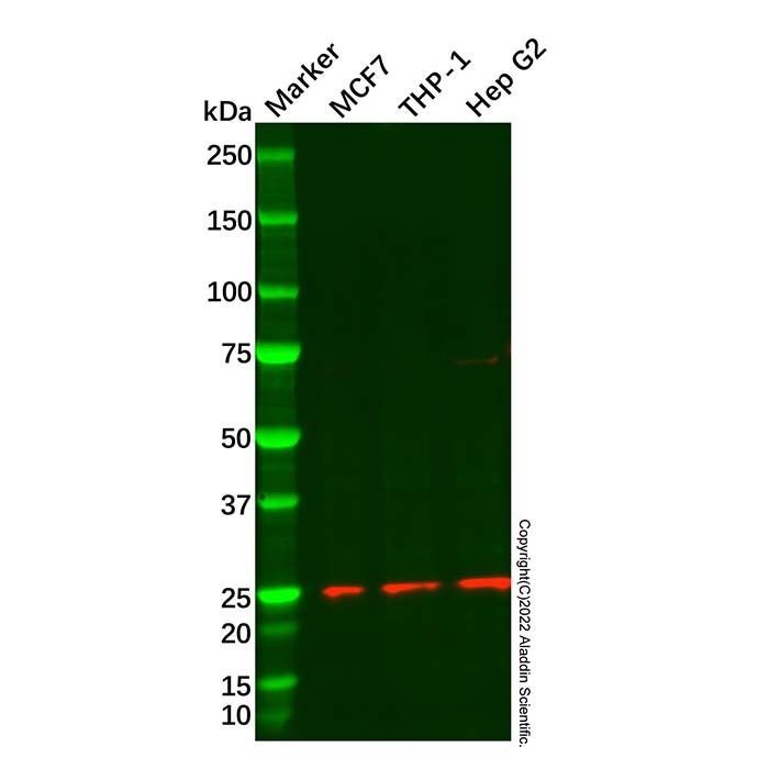Recombinant Rab4 Antibody -    by Aladdin Scientific