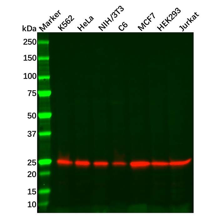 Recombinant Rab5A Antibody -    by Aladdin Scientific