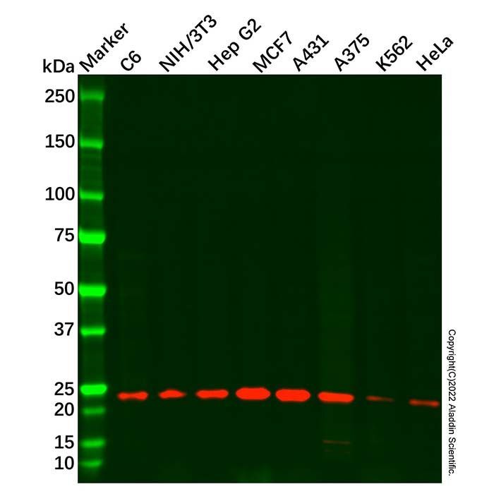 Recombinant RAB7 Antibody -    by Aladdin Scientific