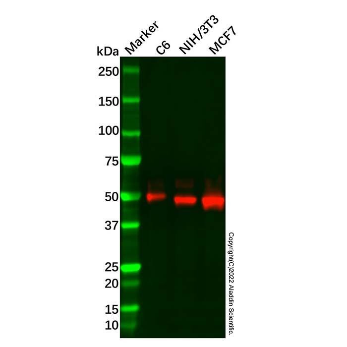 Rad9 Mouse mAb -    by Aladdin Scientific