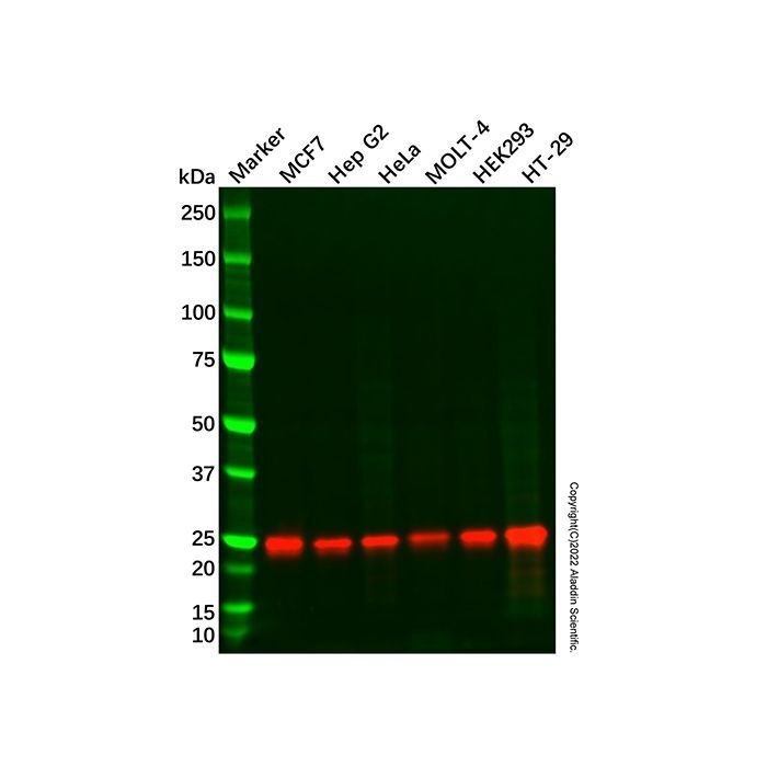 Recombinant RALA Antibody -    by Aladdin Scientific