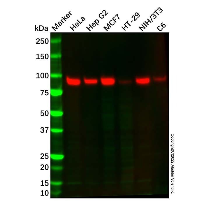 RALBP1 Mouse mAb -    by Aladdin Scientific