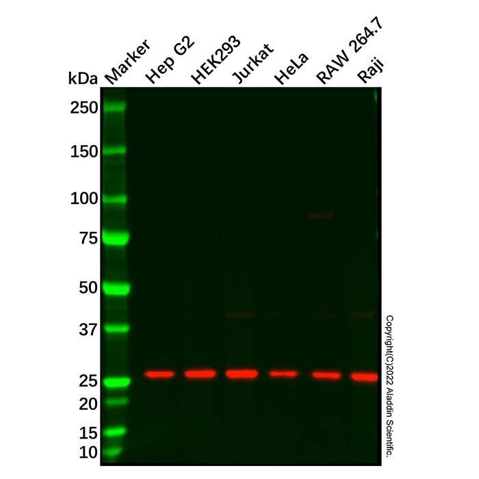 Recombinant Ran Antibody -    by Aladdin Scientific
