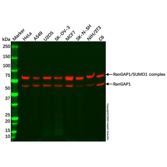 Recombinant RanGAP1 Antibody -    by Aladdin Scientific