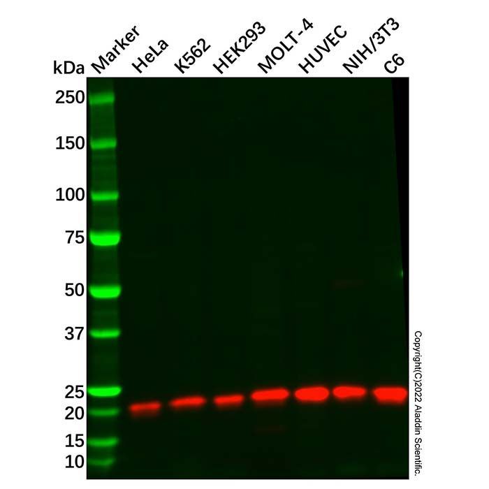 Recombinant Rap1A/Rap1B Antibody -    by Aladdin Scientific