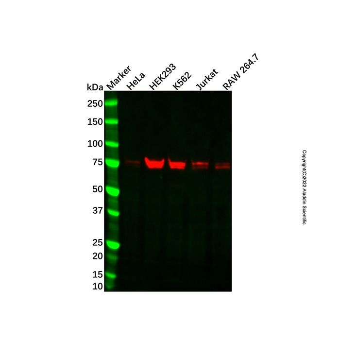 Recombinant RAPGEF5 Antibody -    by Aladdin Scientific