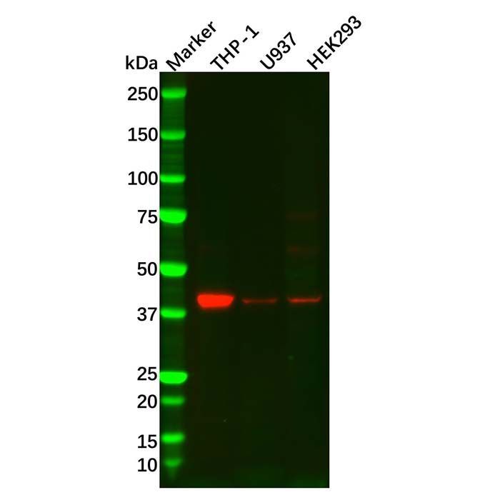 RASSF1 Antibody -    by Aladdin Scientific